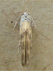 Stathmopoda horticola