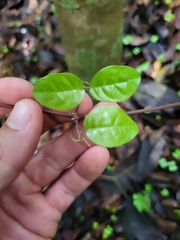 Bignonia aequinoctialis