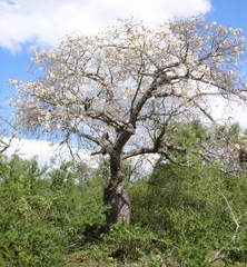 Ceiba chodatii