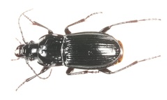 Abax parallelepipedus
