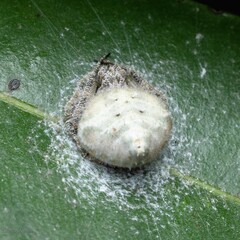 Eriovixia