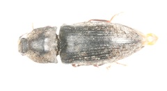 Agrypnus murinus