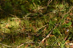 Luzula forsteri
