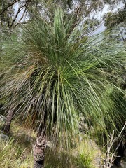 Xanthorrhoea glauca