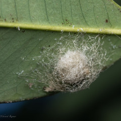 Eriovixia