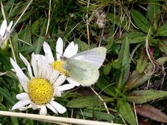 Colias flaveola