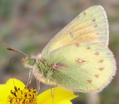 Colias flaveola