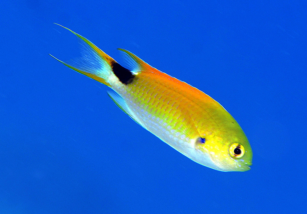 Slender Reef-Damsel