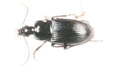 Calathus fuscipes