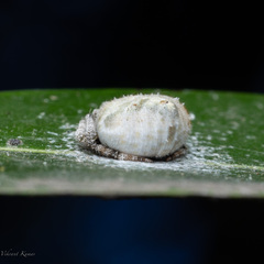 Eriovixia
