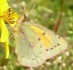 Colias flaveola