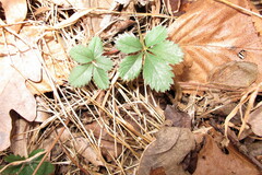 Potentilla canadensis
