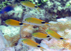 Pomachromis exilis