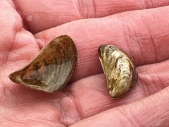 Dreissena polymorpha