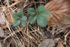 Potentilla canadensis