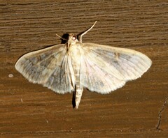 Herpetogramma aeglealis