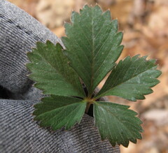 Potentilla canadensis