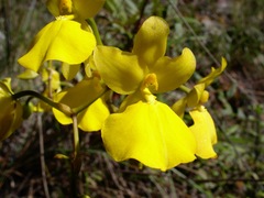 Cyrtochilum aureum