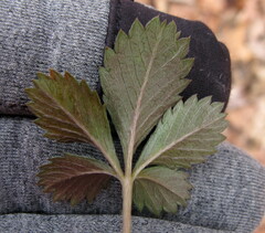 Potentilla canadensis