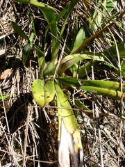 Cyrtochilum aureum
