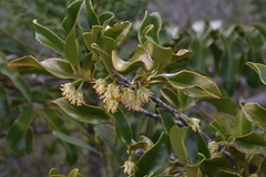 Lethedon microphylla