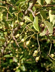 Pyracantha fortuneana