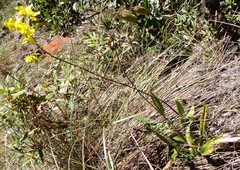 Cyrtochilum aureum