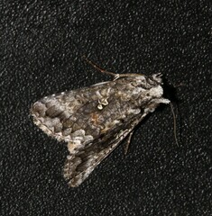 Syngrapha octoscripta