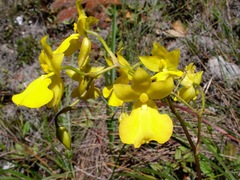 Cyrtochilum aureum