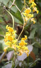 Cyrtochilum