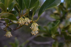 Lethedon microphylla