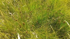 Carex leporina
