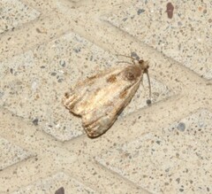 Olethreutes punctanum