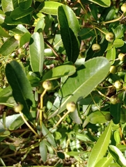 Pyracantha fortuneana