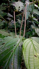Piperaceae