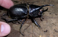 Dynastes