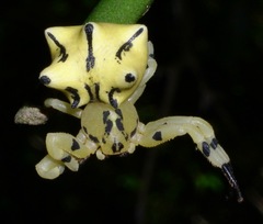 Epicadus heterogaster