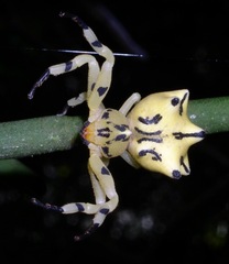 Epicadus heterogaster