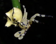 Epicadus heterogaster