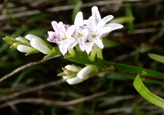 Epidendrum fimbriatum