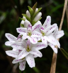 Epidendrum fimbriatum