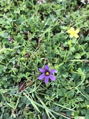 Sisyrinchium scabrum