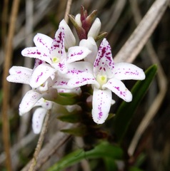 Epidendrum fimbriatum