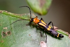 Chauliognathus luteopictus