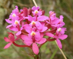 Epidendrum secundum