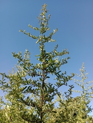Pyracantha fortuneana