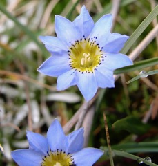 Gentiana sedifolia