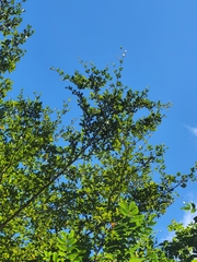 Terminalia tetraphylla