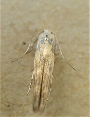 Stathmopoda horticola