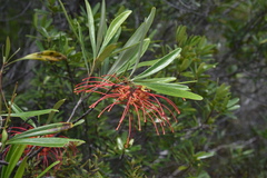 Grevillea meisneri